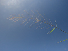 Leptochloa panicea