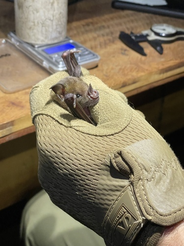 Pale Spear-nosed Bat
