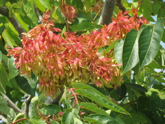 Ailanthus altissima