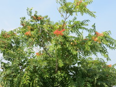 Ailanthus altissima
