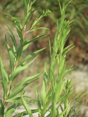 Solidago sempervirens