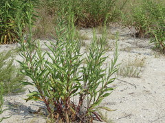 Solidago sempervirens