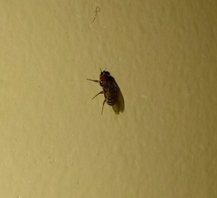 Drosophila repleta