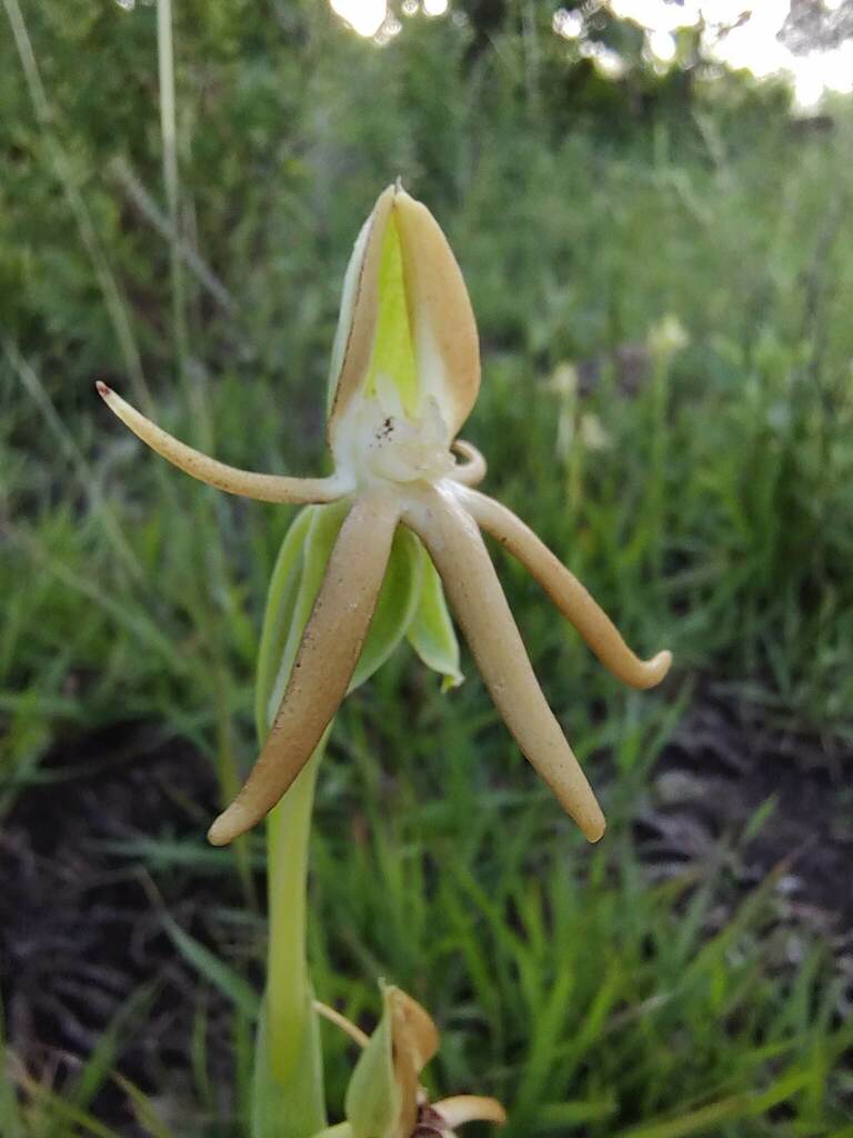 Habenaria trifida
