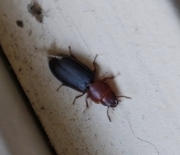 Tenebroides collaris