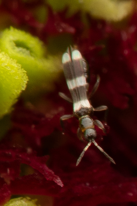 Aeolothrips in July 2024 by Alan Yoshioka · iNaturalist