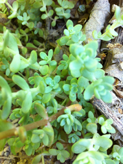 Sedum debile