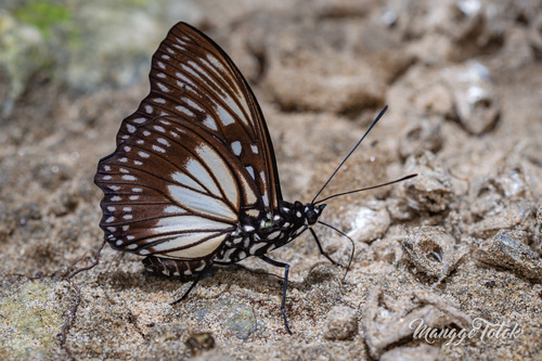 Euripus robustus