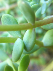 Sedum debile