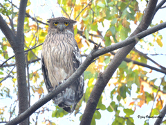 Ketupa zeylonensis