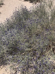 Psorothamnus scoparius