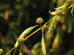 Lippia americana