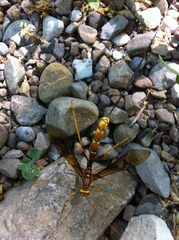 Megarhyssa macrurus icterosticta