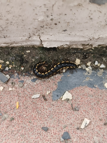 Orthomorphella pekuensis