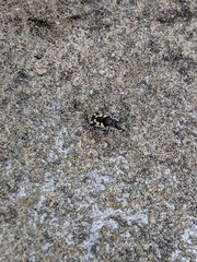 Cicindela latesignata