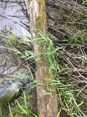 Torreyochloa pallida