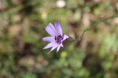 Catananche caerulea