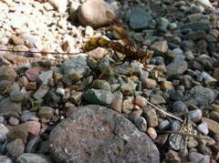 Megarhyssa macrurus icterosticta