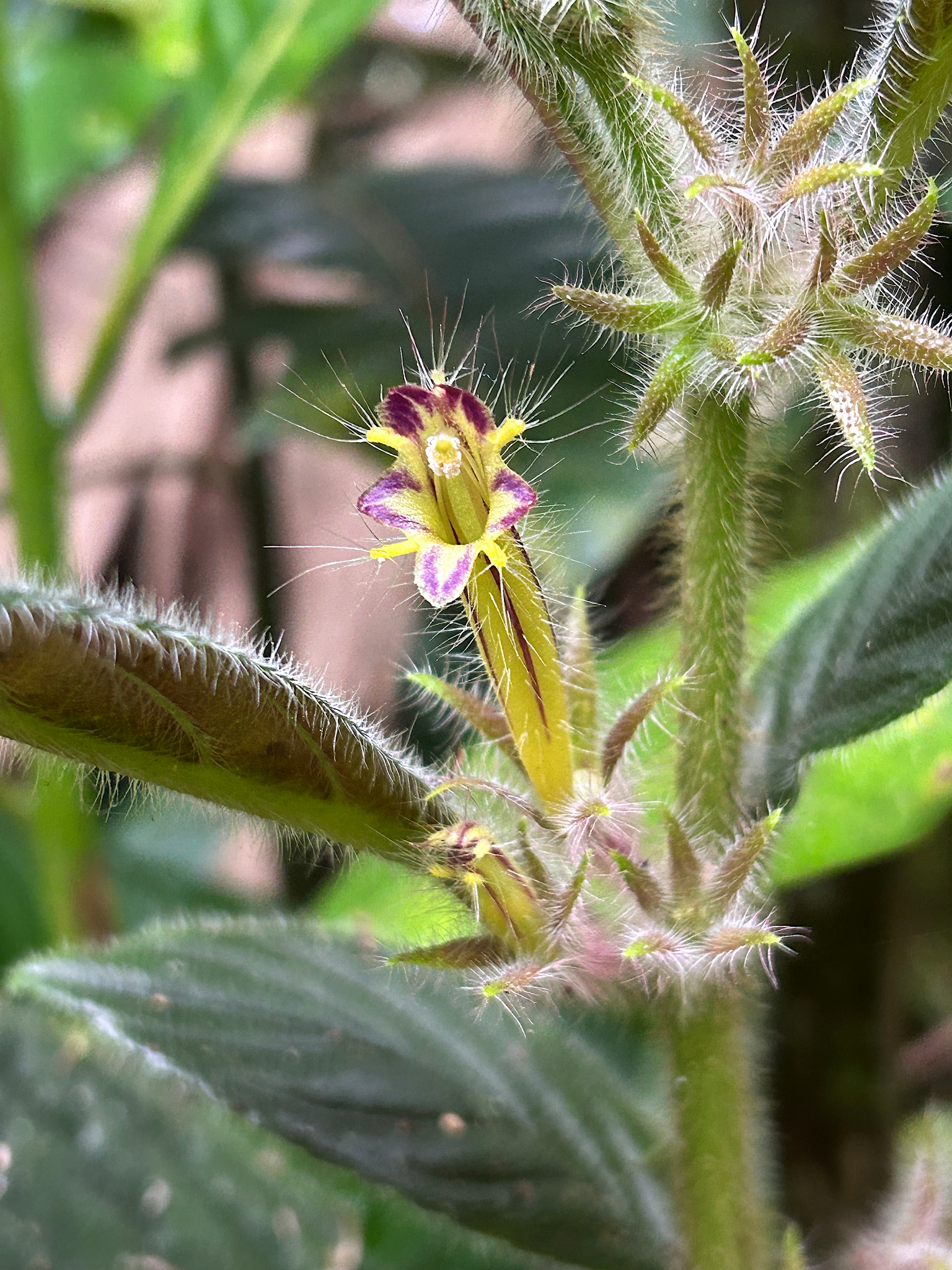 Columnea brenneri