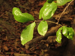 Melicoccus oliviformis