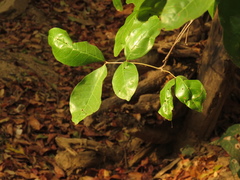 Melicoccus oliviformis