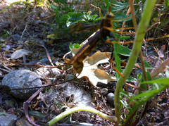 Megarhyssa macrurus icterosticta