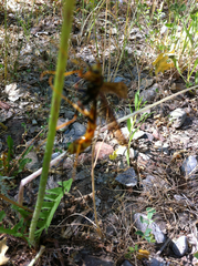 Megarhyssa macrurus icterosticta