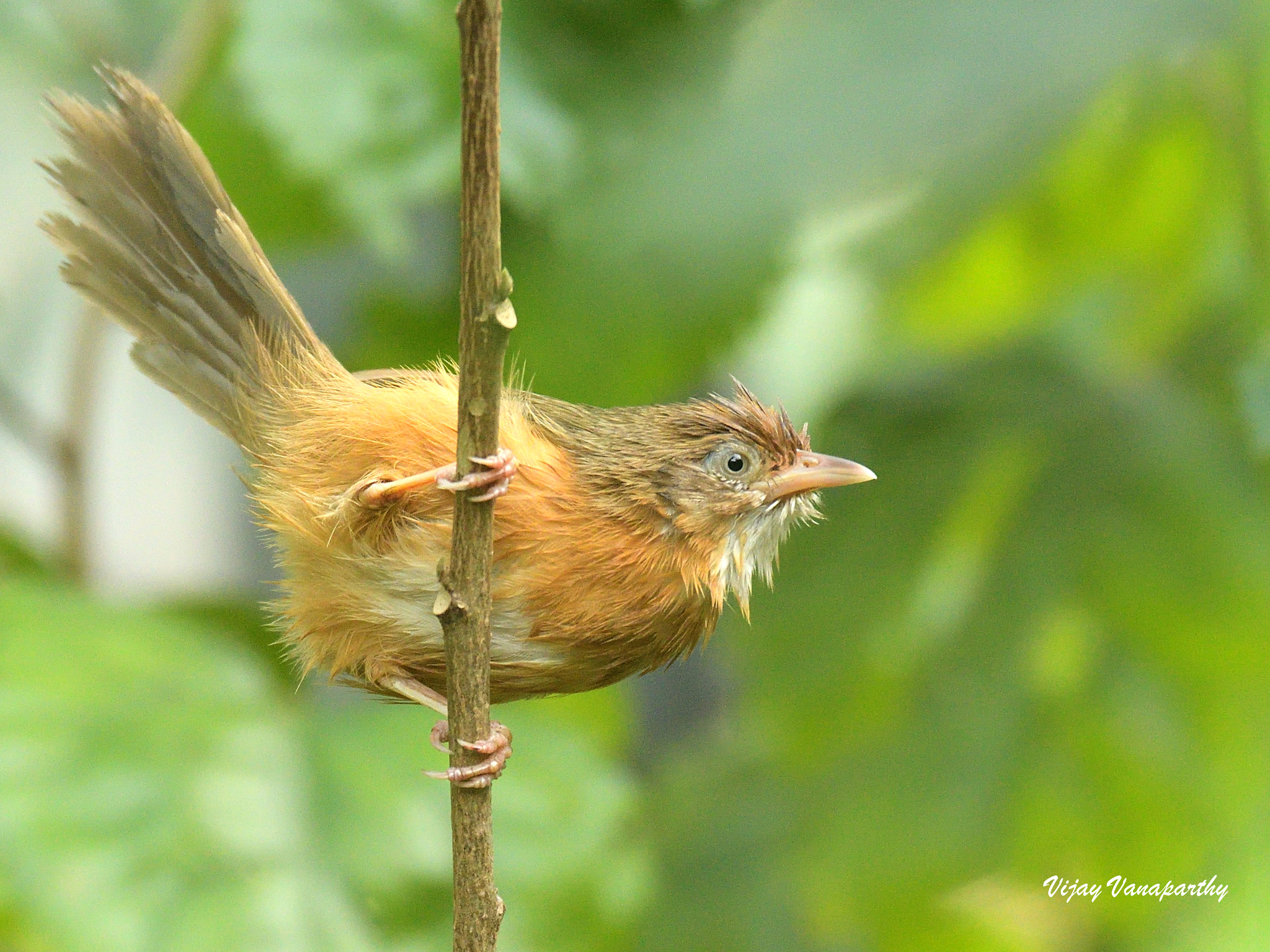 Tawny-bellied Babbler