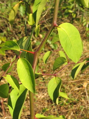 Seguieria aculeata