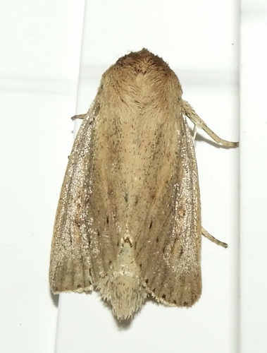 Oblong Sedge Borer Moth photo 2