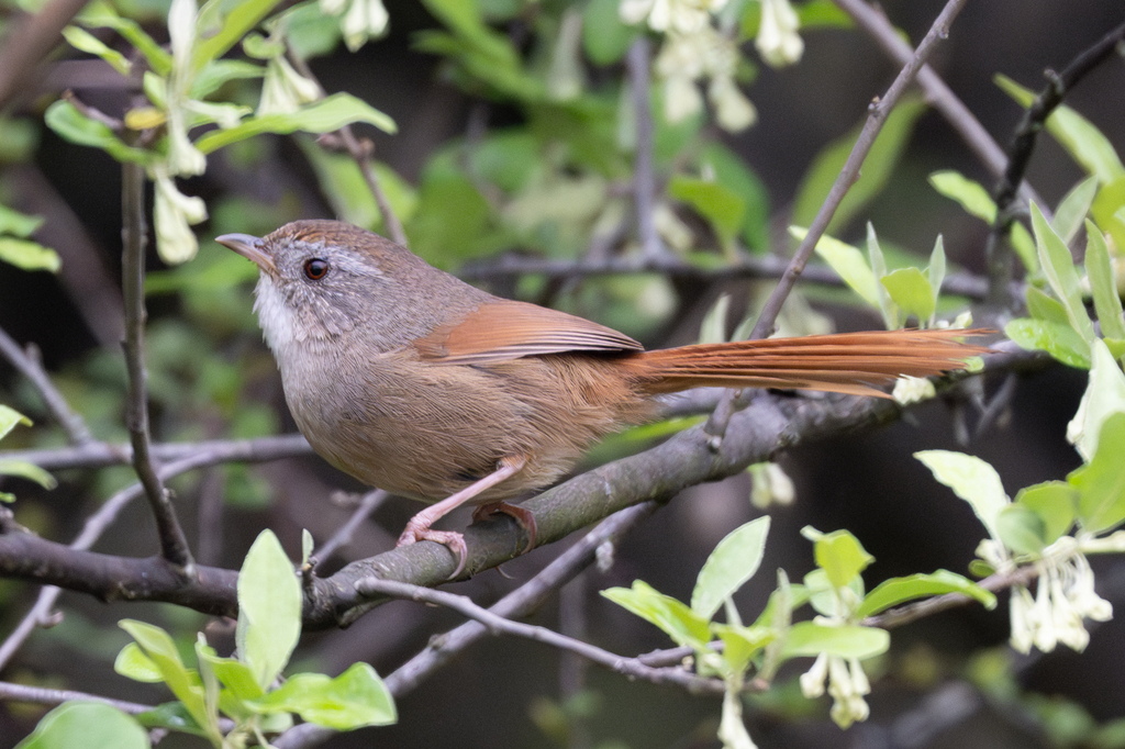 Rufous-tailed Babbler photo