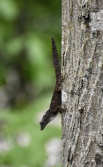 Anolis homolechis