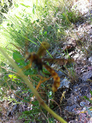 Megarhyssa macrurus icterosticta