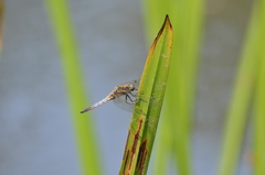 Orthetrum cancellatum