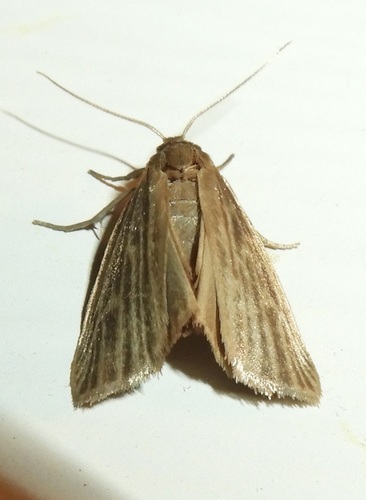 Pale Lichen Moth photo 5