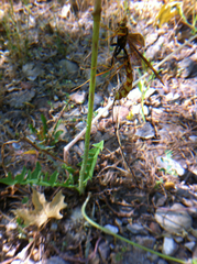 Megarhyssa macrurus icterosticta