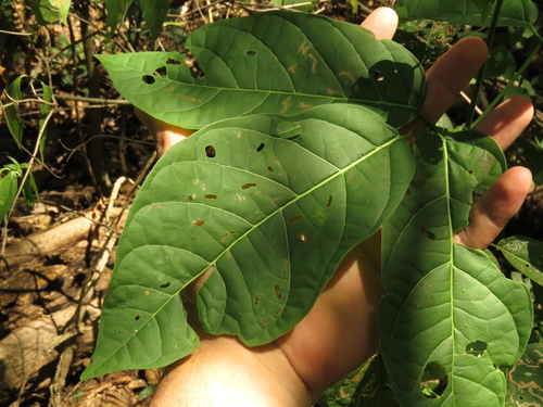 Tanaecium jaroba · iNaturalist