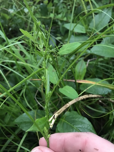 Image of Carex gibba by no rights reserved