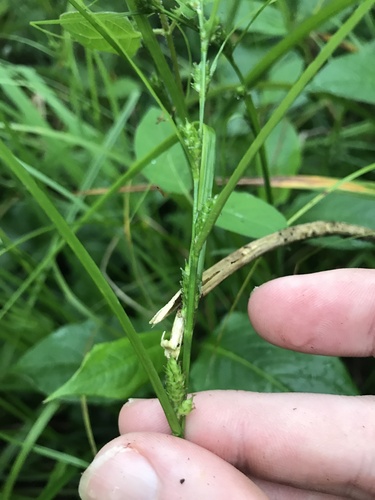 Image of Carex gibba by no rights reserved