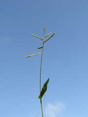Urochloa reptans