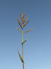 Urochloa reptans