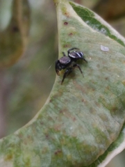 Naubolus
