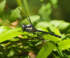 Octogomphus specularis