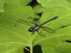 Octogomphus specularis