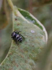 Naubolus