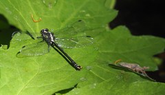 Octogomphus specularis