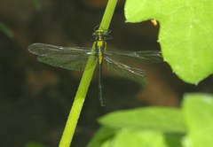 Octogomphus specularis