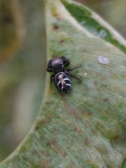 Naubolus