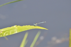 Platycnemis pennipes