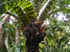 Vriesea hieroglyphica